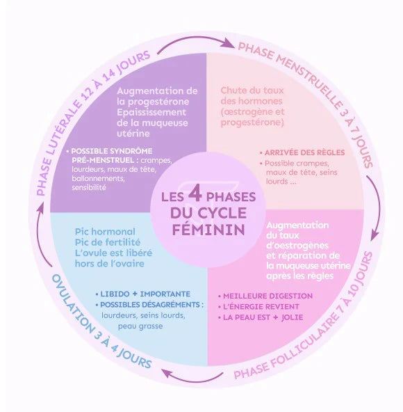 Le cycle menstruel : comment ça fonctionne vraiment ?
